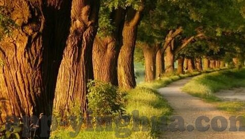 免费伦理片网站-免费伦理片网站，网络时代的文化与道德边界